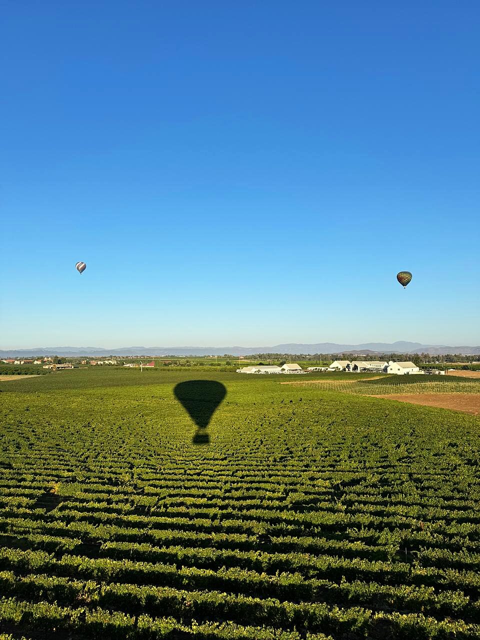 Balloons Over the Vines