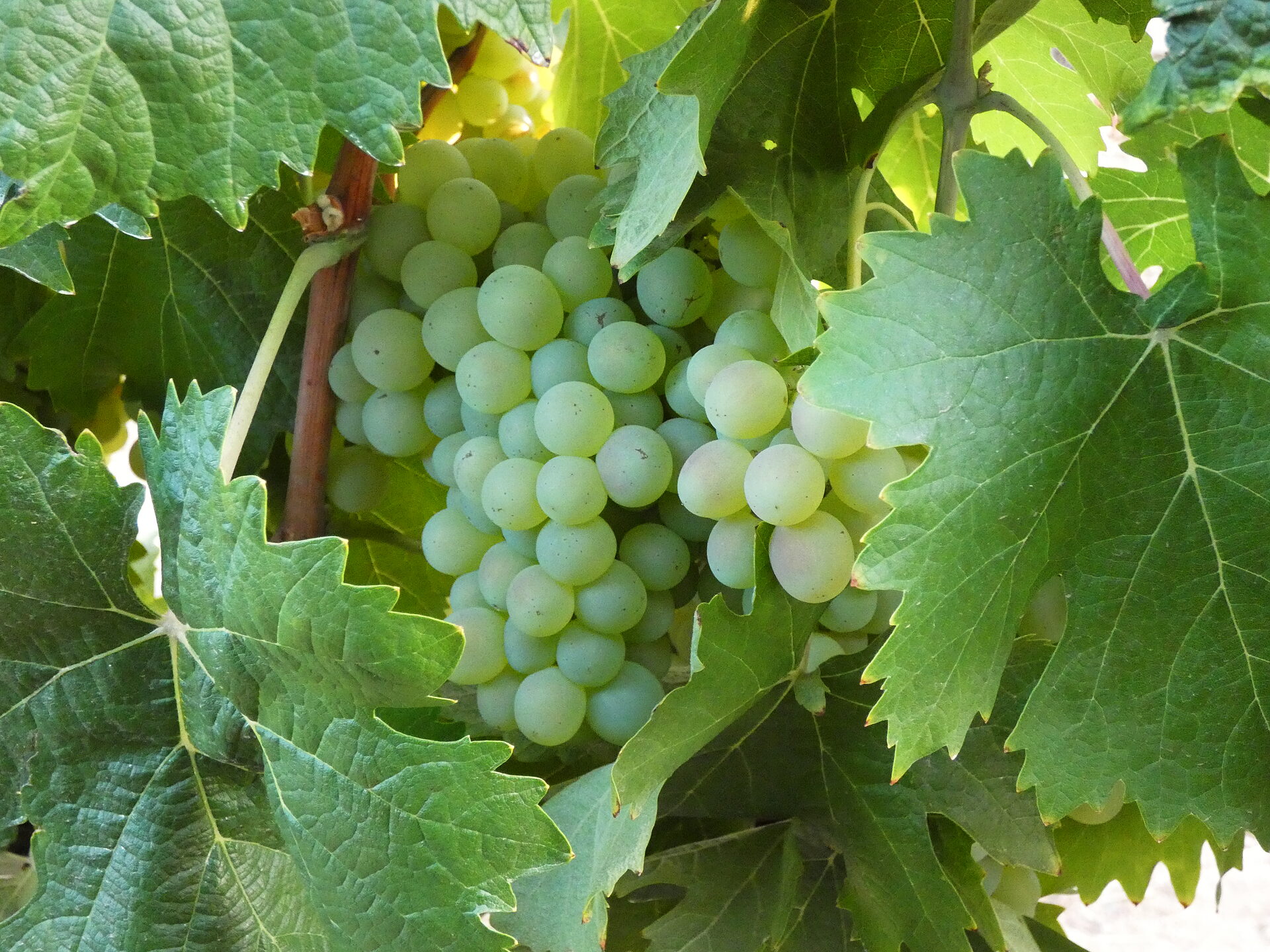 Green Berries