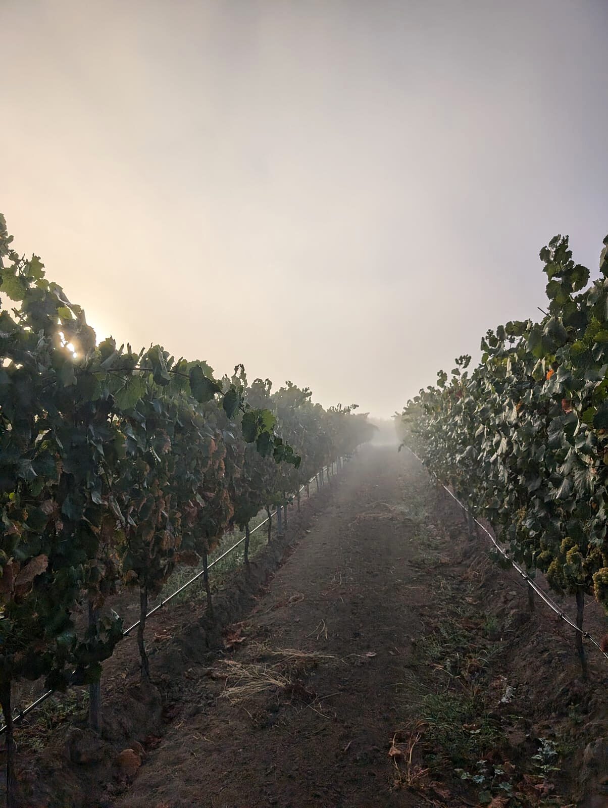 Marine Layer