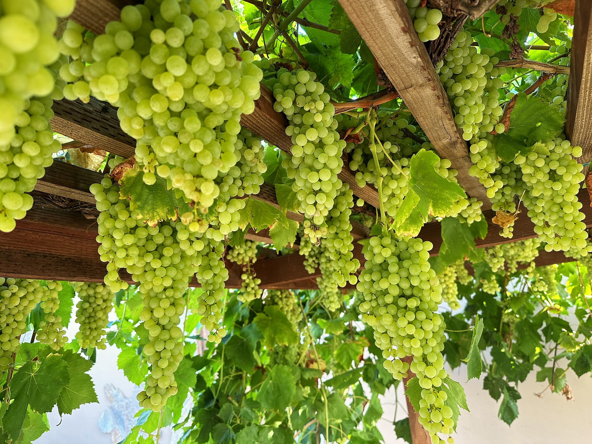 The Pergola