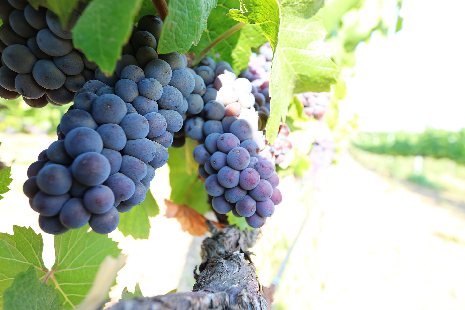 Ripe Cluster