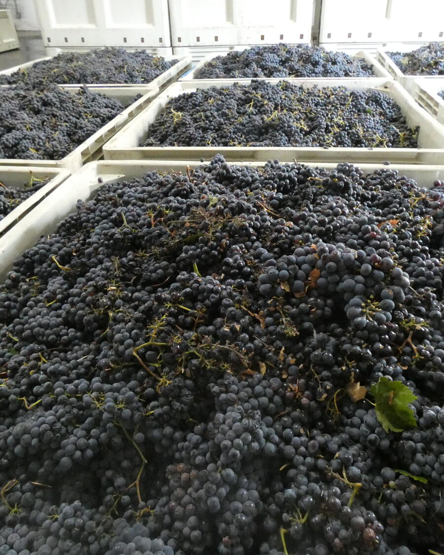 Bins of freshly harvested Temecula grapes