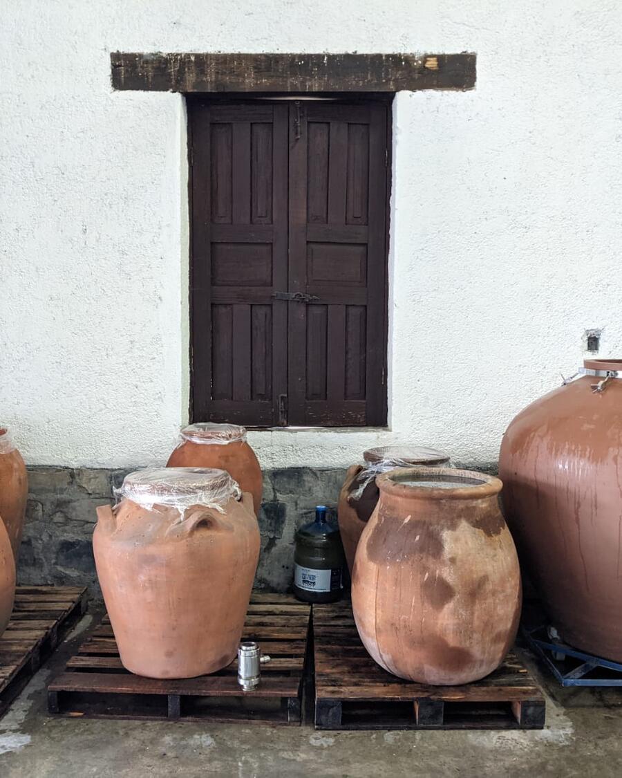 Traditional clay amphorae aging wine in the cellar